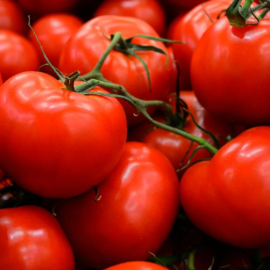Tomate italiano kg